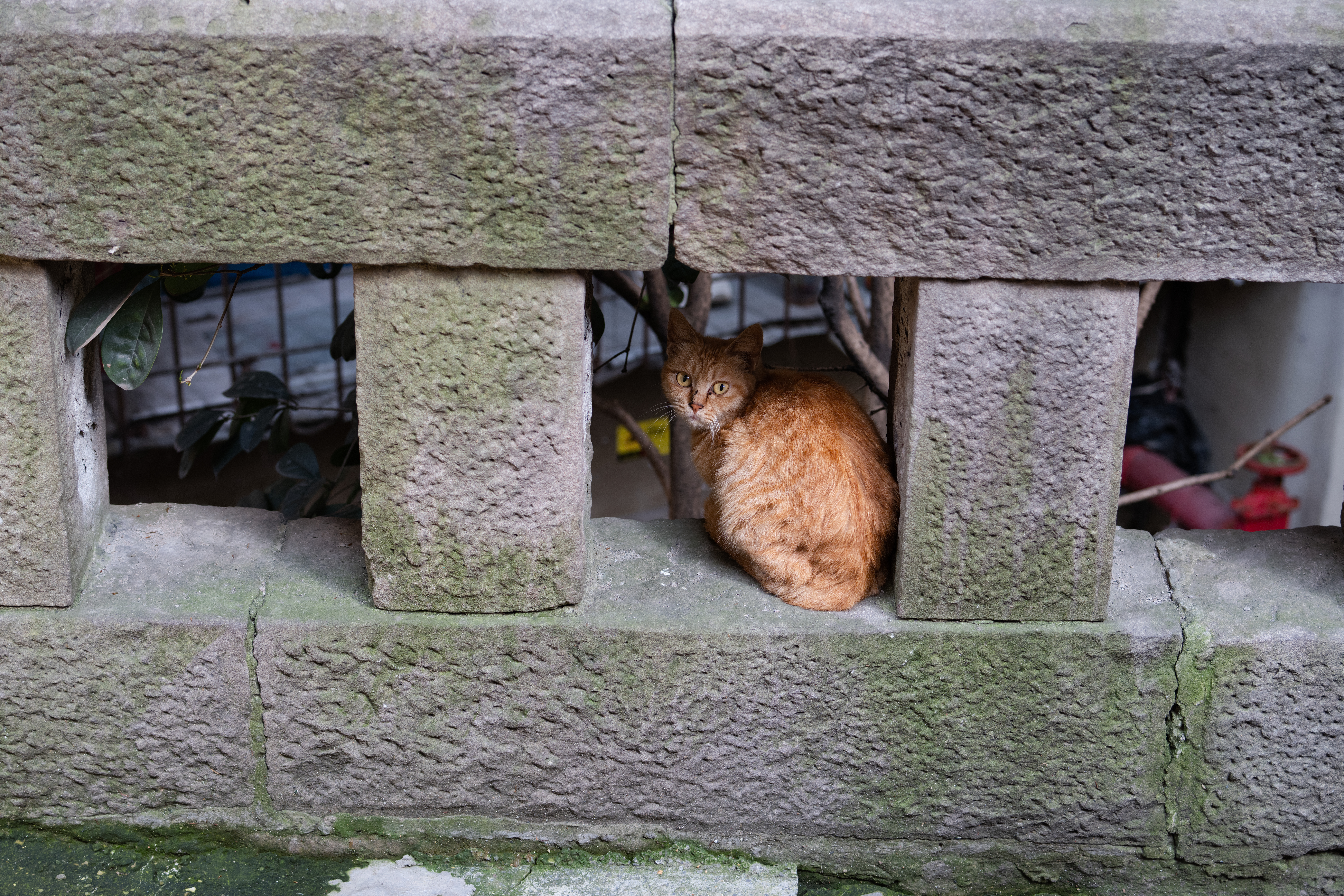 DSCF1306.jpg