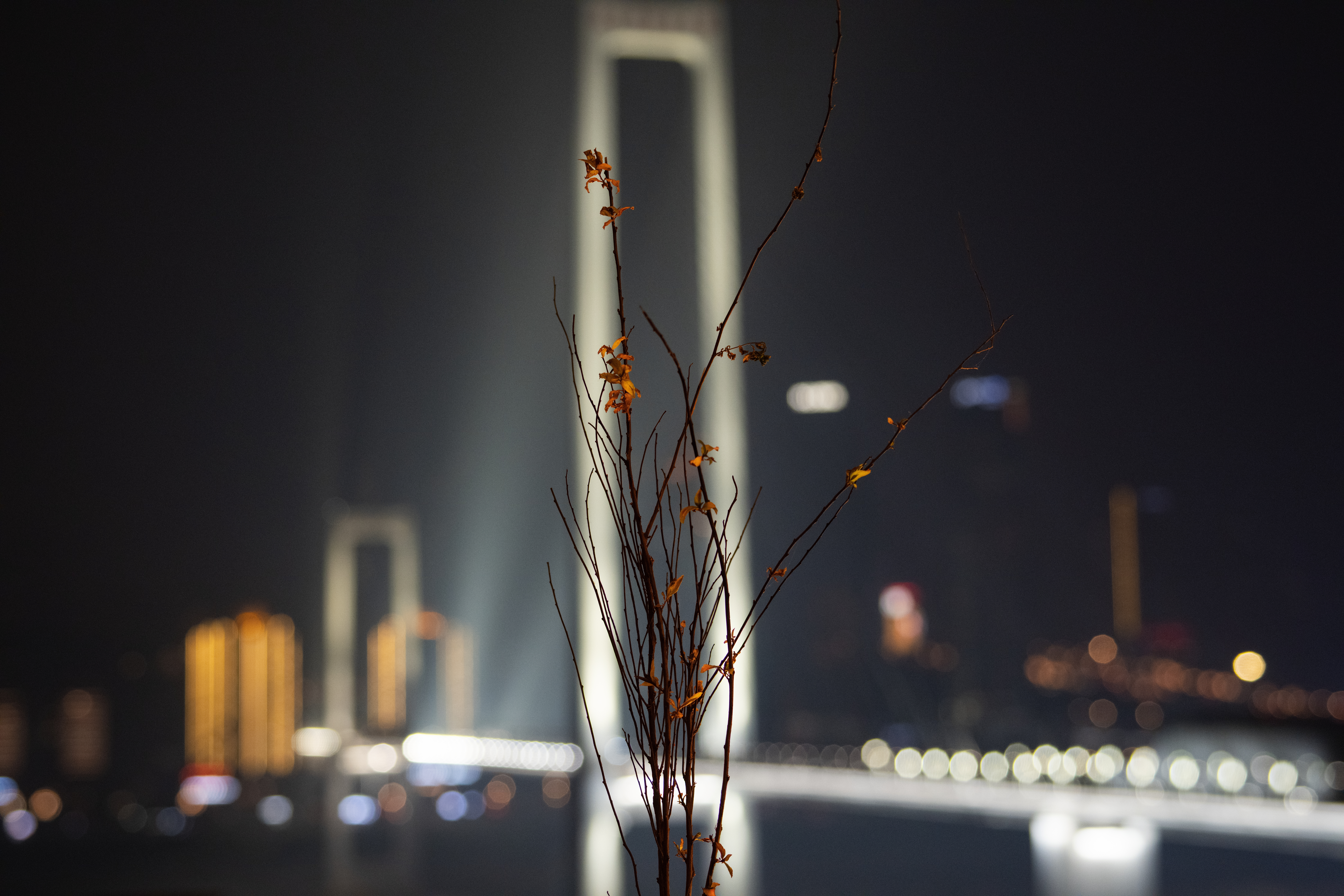 DSCF1438.jpg