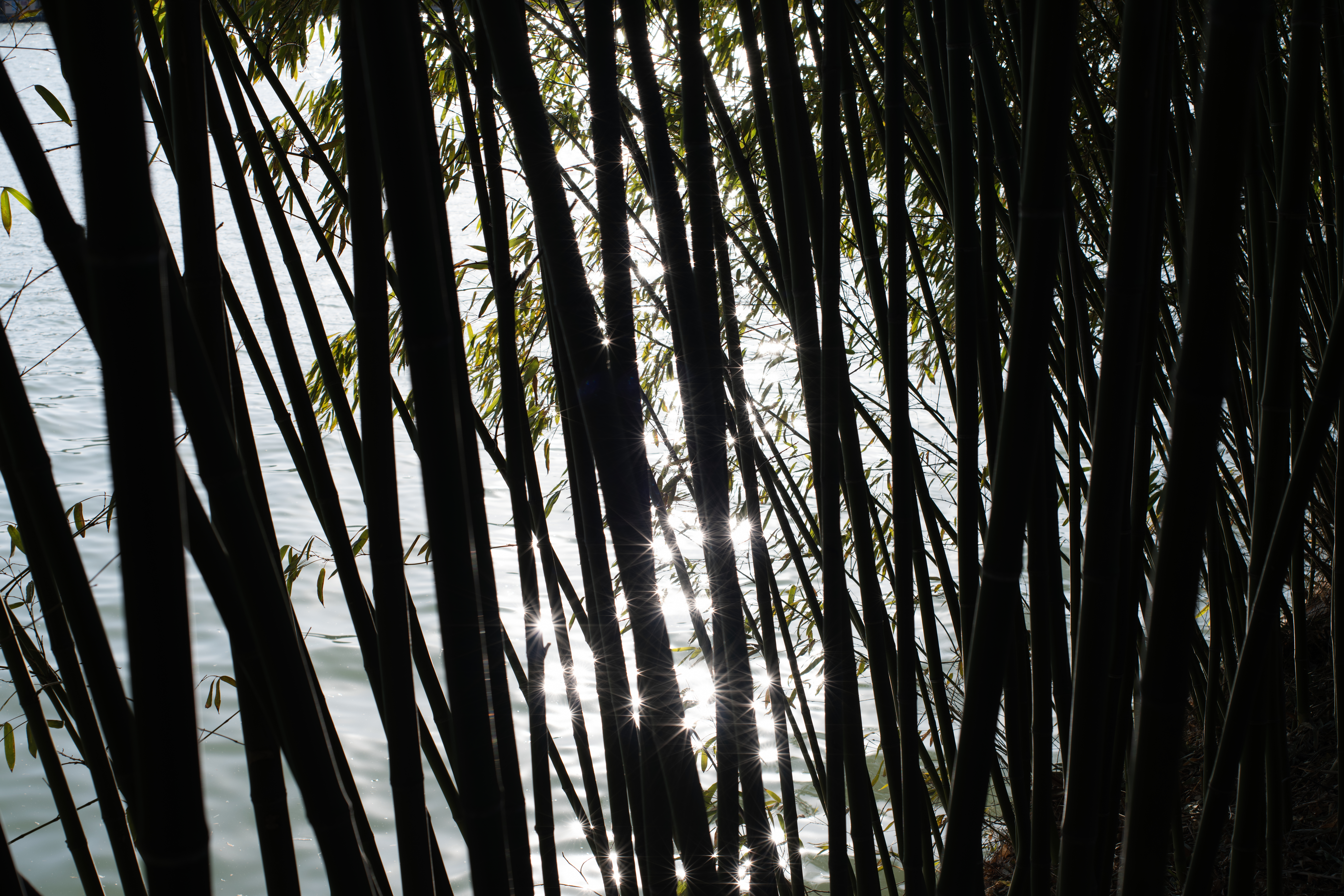 DSCF1514.jpg