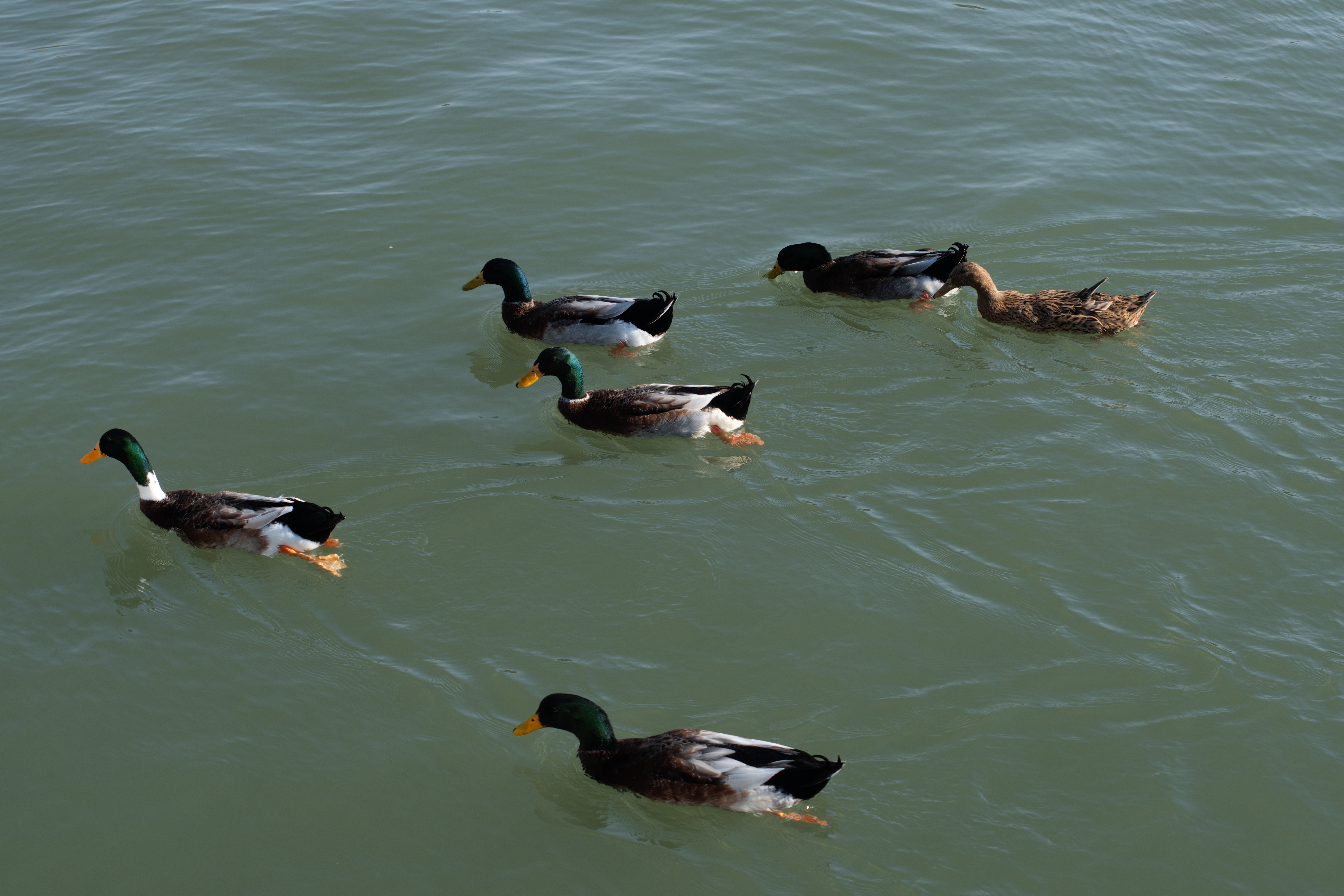 DSCF1523.jpg