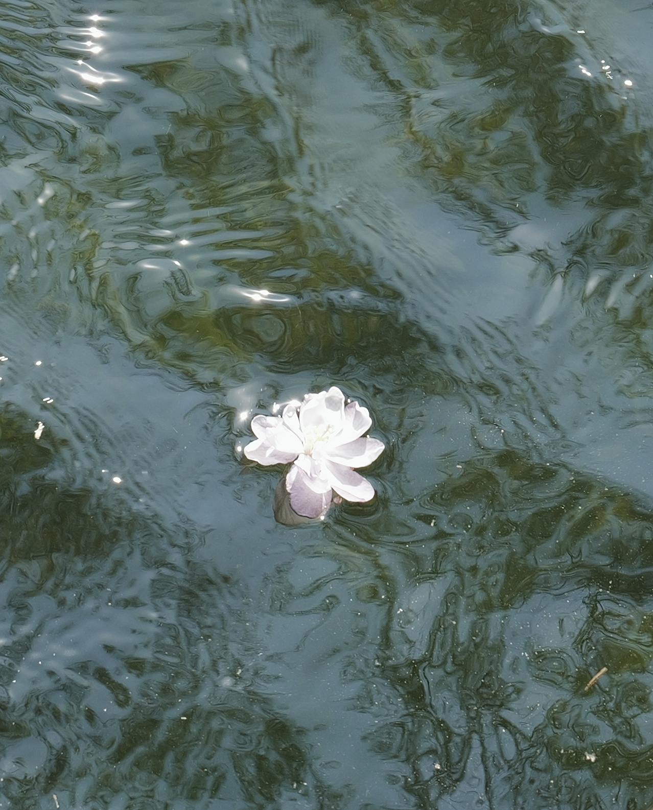 海棠花溪